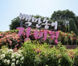 백만송이장미원 개화시기 불법노점단속용역 5월24일~6월 8일 진행완료