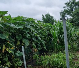 부천문화동산 텃밭 자연과 함께 나눔