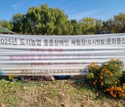 김장배추, 무, 알타리무, 파 올해 텃밭 가꾸기 마무리